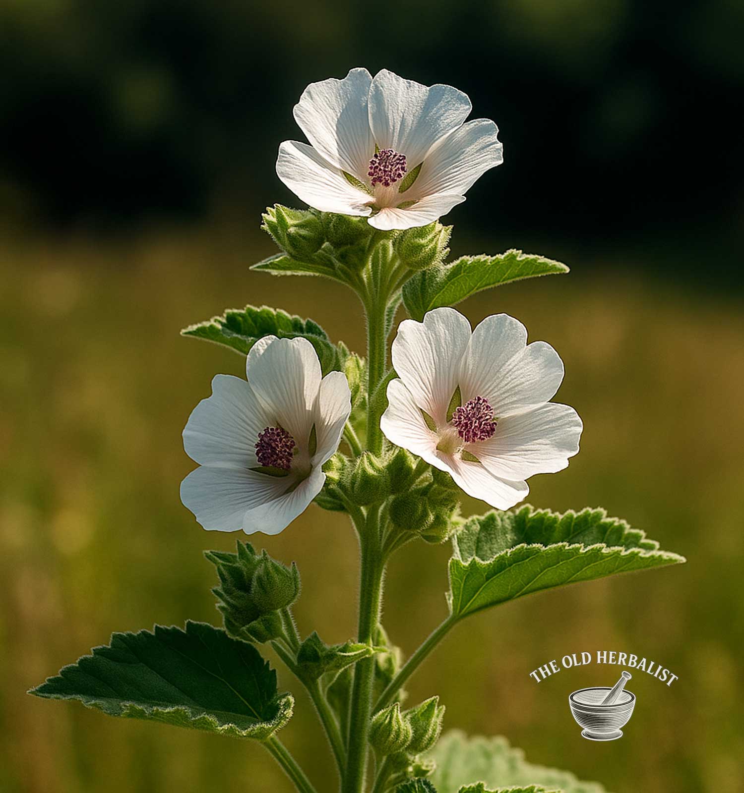 plant of Marshmallow 