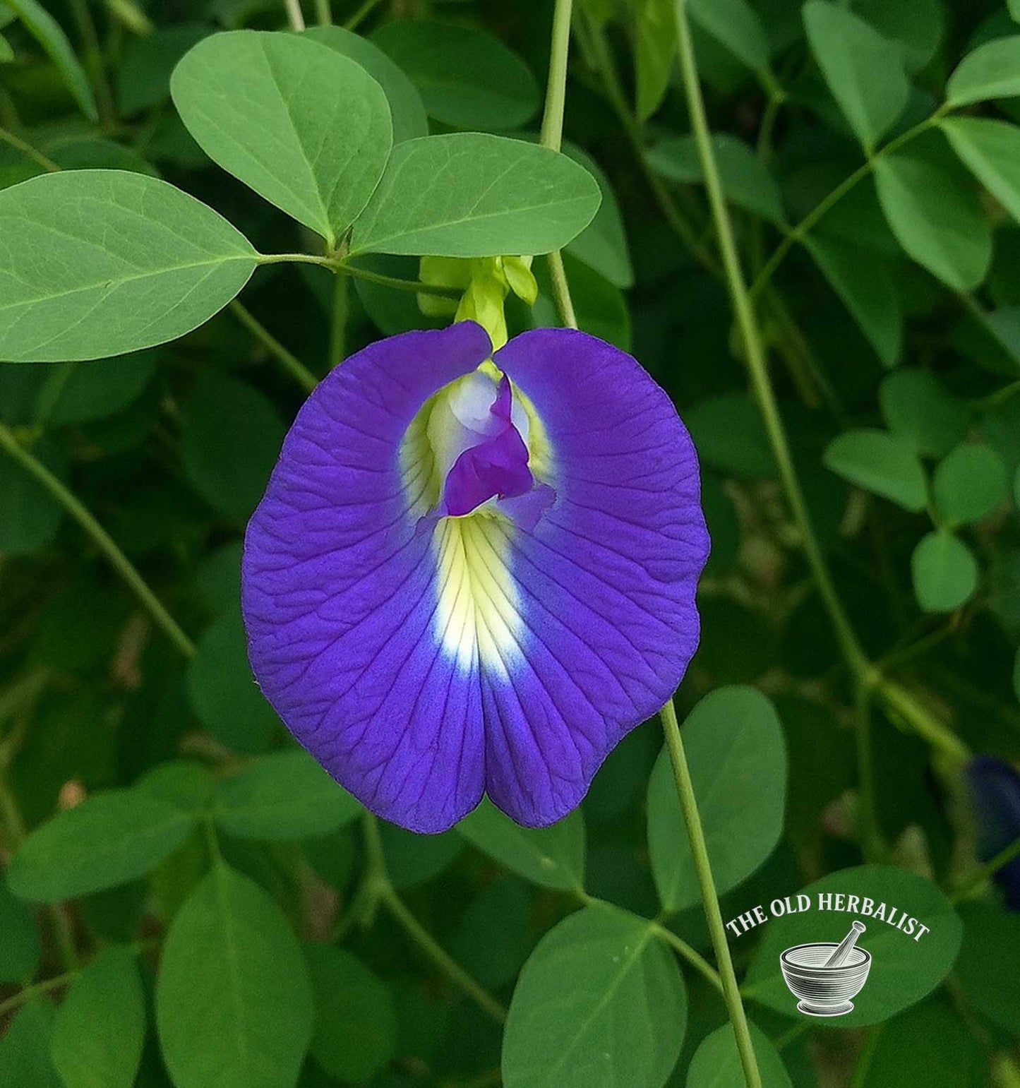 Butterfly Pea Flower – Clitoria ternatea