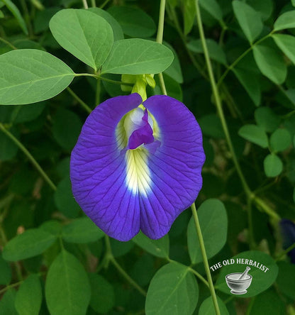 Butterfly Pea Flower – Clitoria ternatea