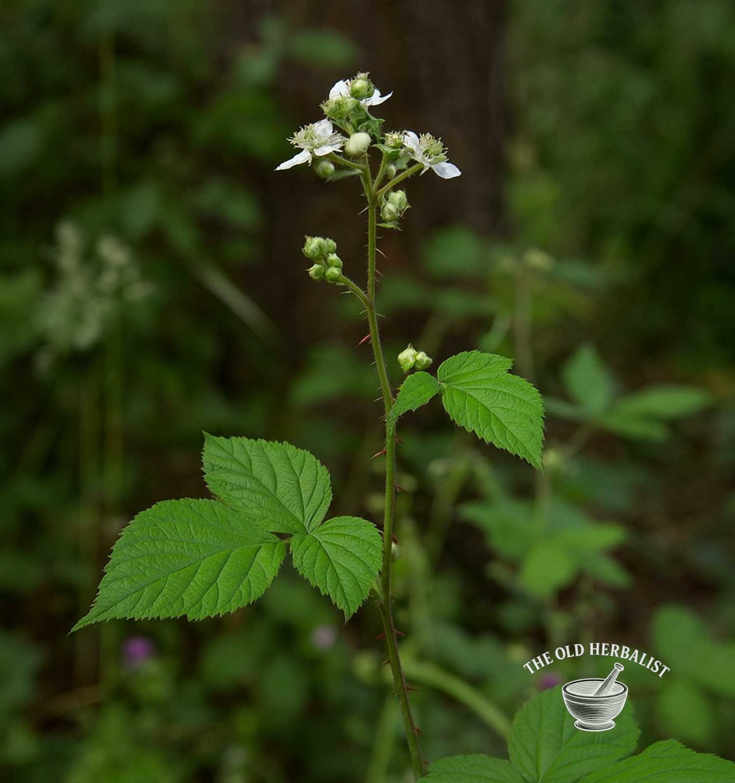 Blackberry Leaf – Rubus spp.