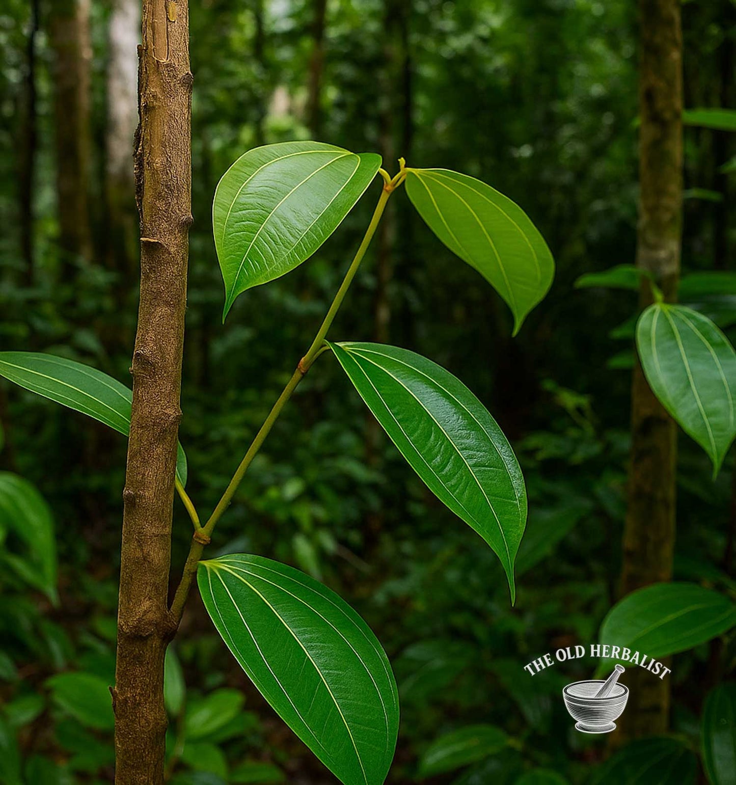 Ceylon Cinnamon Sticks – Cinnamomum zeylanicum