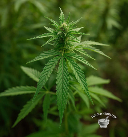 Hulled Hemp Seeds – Cannabis sativa