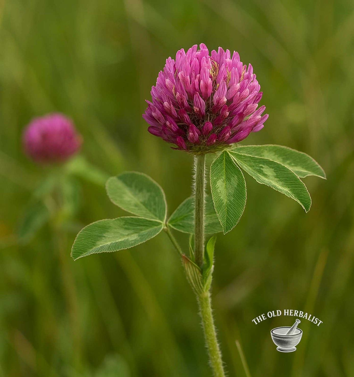 red clover blossoms plant