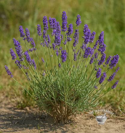 Bouquet of lavender flowers with a blurred green background