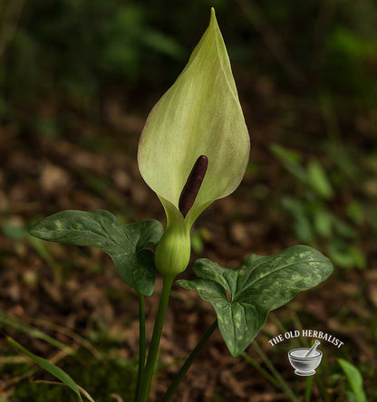 Cuckoo Pint Root – Arum maculatum L.
