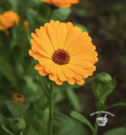 Calendula Flowers Powder – Calendula officinalis