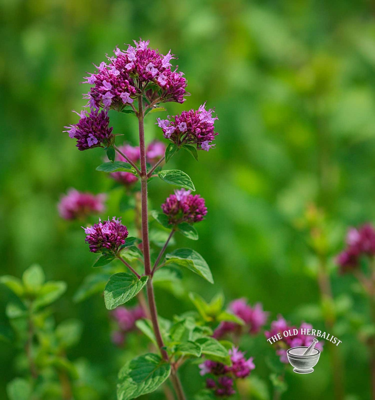 Oregano Leaf & Flowers – Origanum vulgare