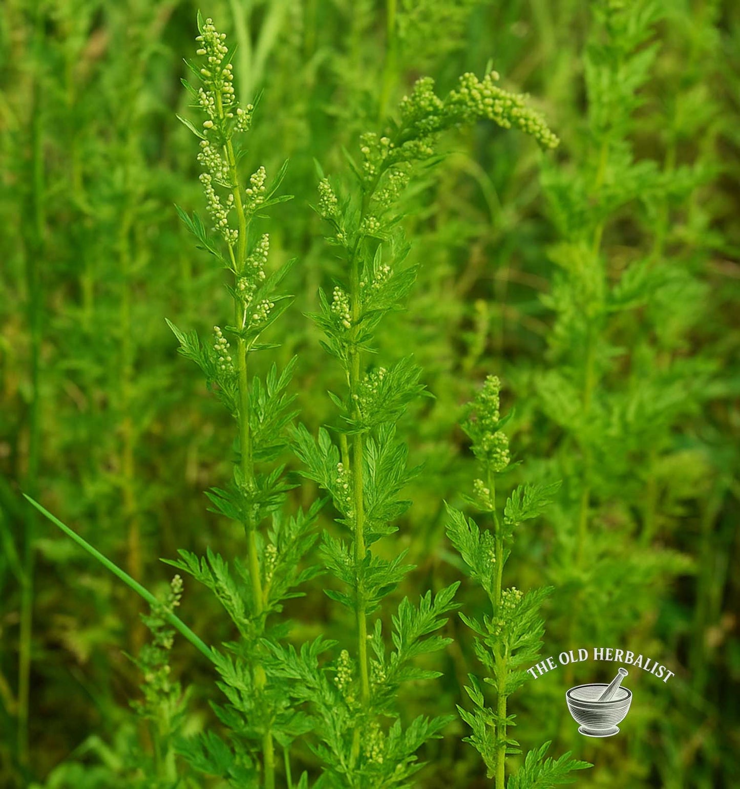 sweet wormwood plant