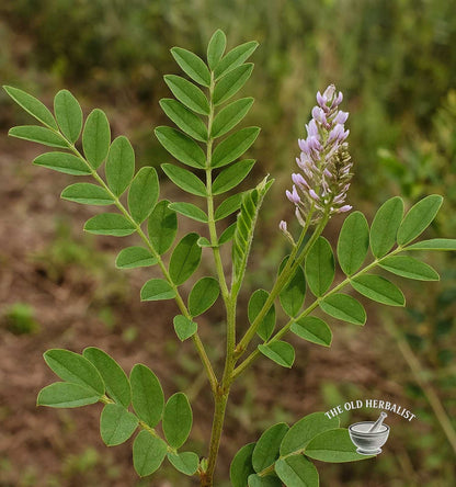 Licorice Root Powder – Glycyrrhiza glabra