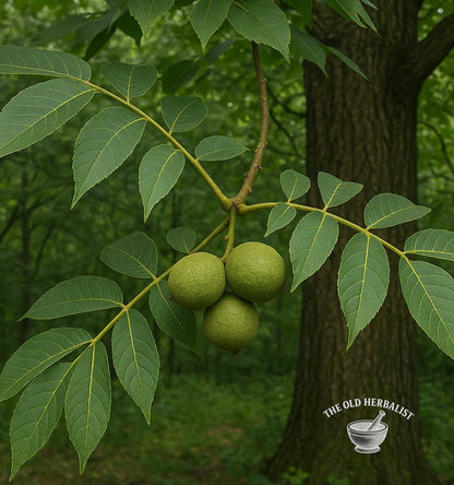 Green walnuts on a branch with leaves against a tree trunk, branded 'The Old Herbalist'.