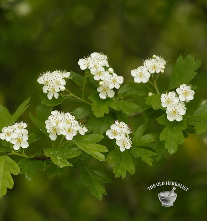 Hawthorn Flower & Leaves – Crataegus monogyna