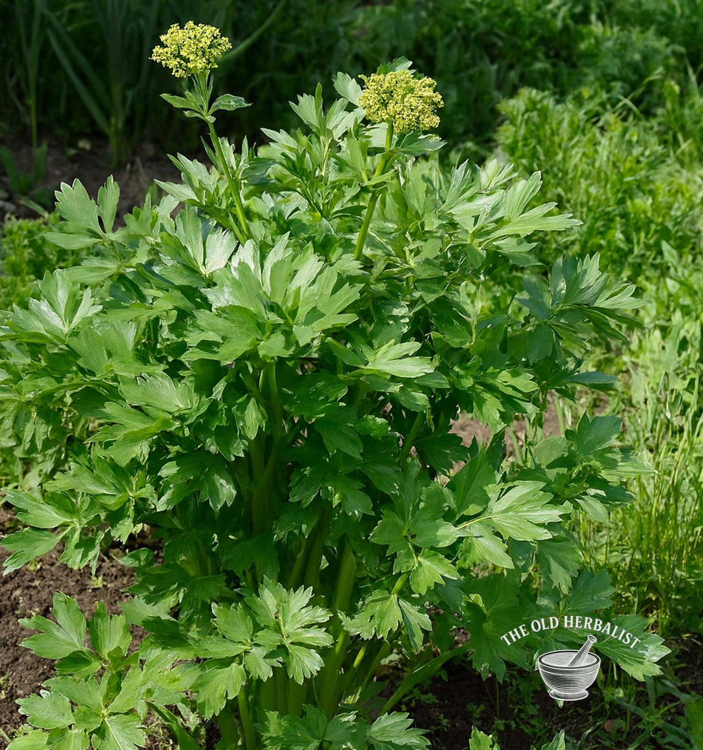 Lovage Root – Levisticum officinale