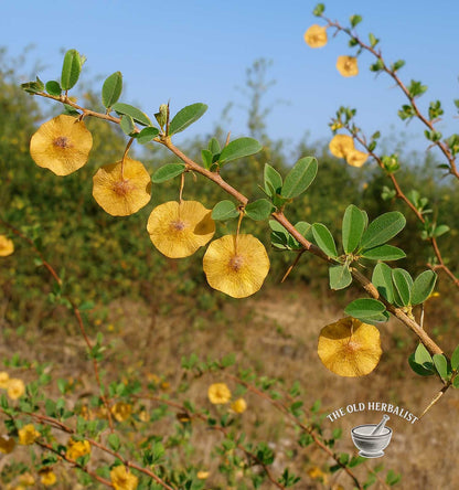 Jerusalem Thorn Berries – Paliurus spina-christi