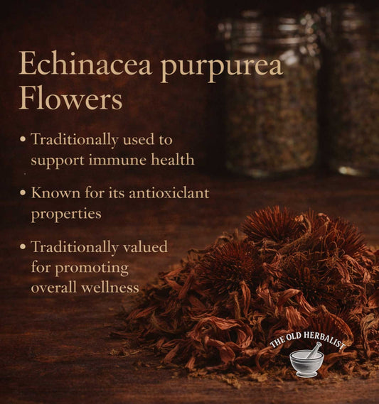 Echinacea purpurea flowers with text about their uses on a dark background, featuring The Old Herbalist logo.