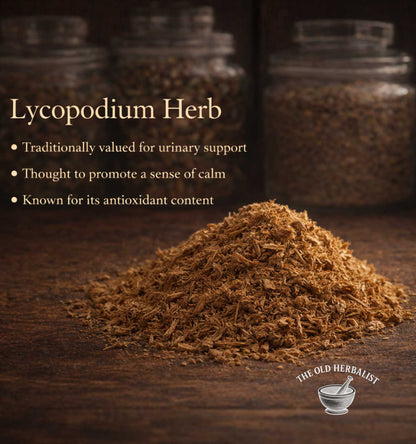 Lycopodium herb on a wooden surface with text about its uses and The Old Herbalist branding.